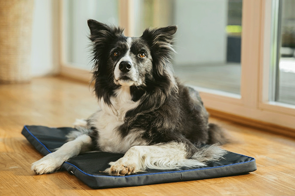 PEMF Pad for Pets gentle pulsed electromagnetic fields