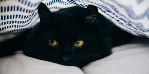 View of BSM Partners // Mental Health in Cats, Part 2: Improving A Cat’s Mental ...
