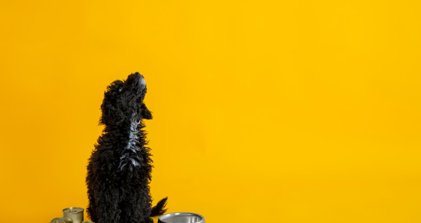 MAIN Source AtlasComposer