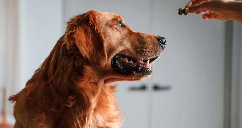 MAIN Source mstandret