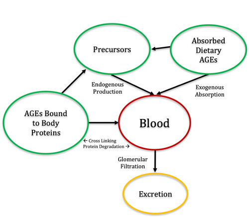 Advanced Glycation End Products