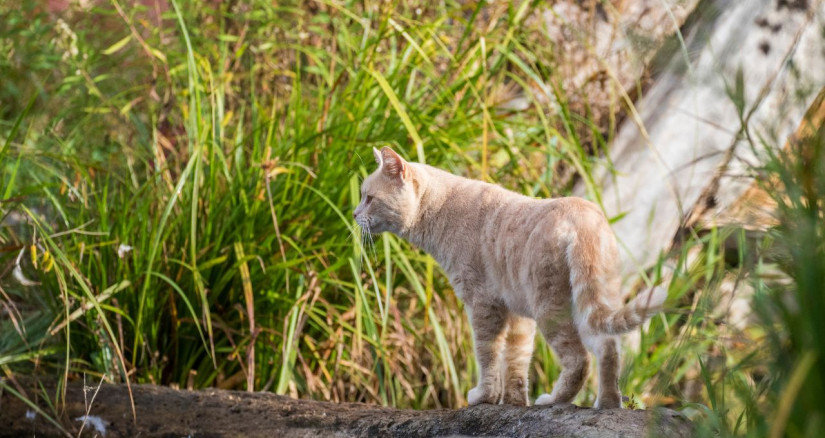 Average lifespan best sale of feral cat