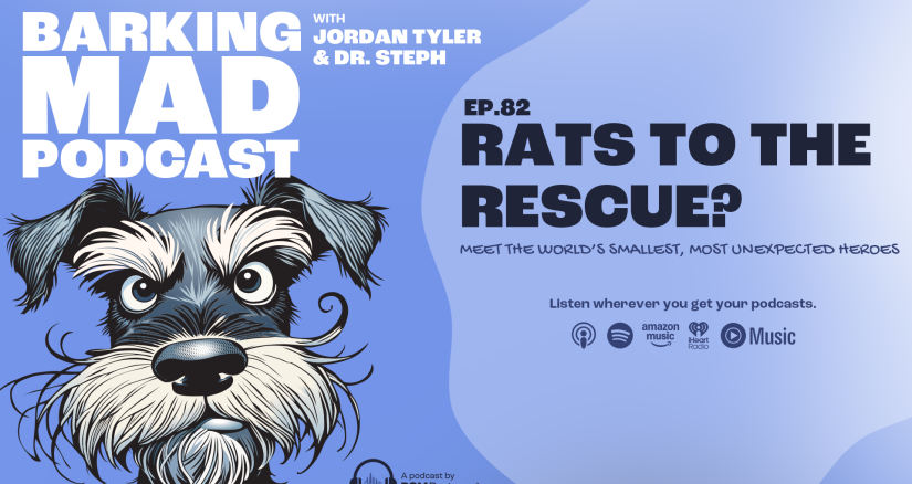 BM EP.82 HERO RATS NEW EPISODE