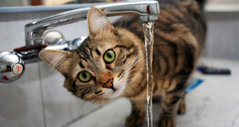 Cat water