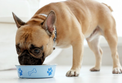 Frenchie dog eating out of blue bowl91