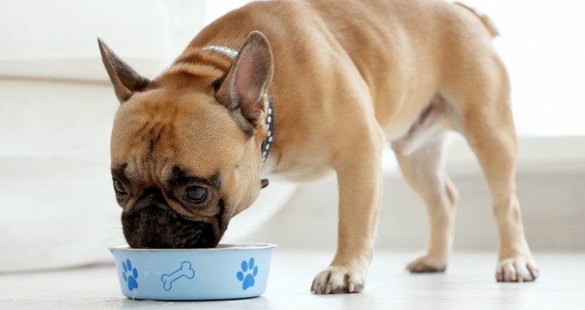 Frenchie dog eating out of blue bowl91