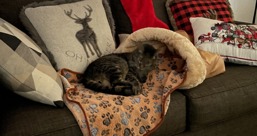 Sarah  Shenanigans cuddled Xmas