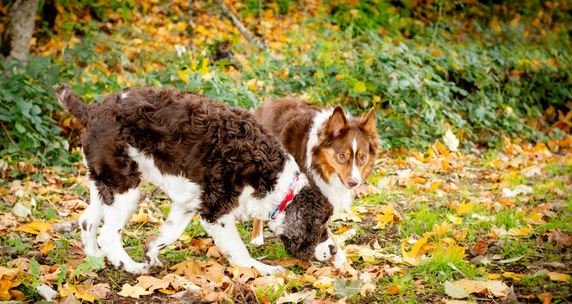 Sustainability with Pets