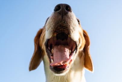closeup of beagle dog head 6 years old looking a 2024 10 14 16 28 54 utc