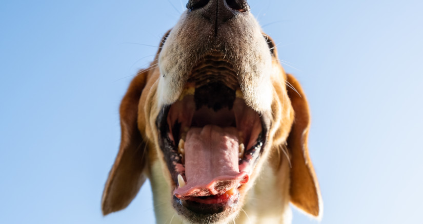 closeup of beagle dog head 6 years old looking a 2024 10 14 16 28 54 utc