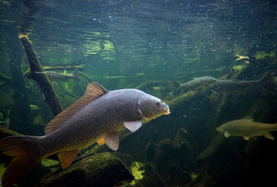 freshwater fish carp cyprinus carpio in the pond 2025 04 02 23 45 59 utc