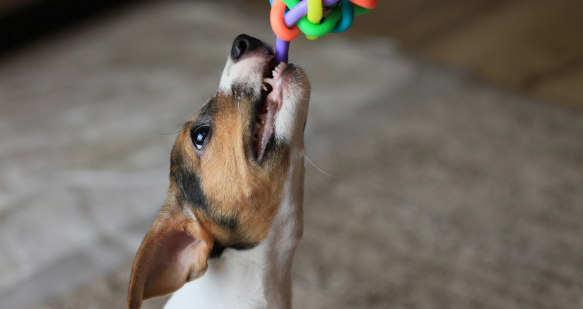 Source: PedaltotheStock