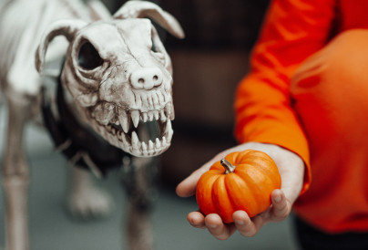 party decoration spooky dog skeleton for halloween 2024 11 03 05 40 48 utc