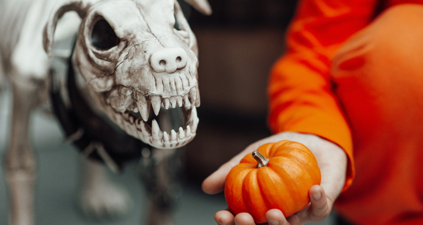 party decoration spooky dog skeleton for halloween 2024 11 03 05 40 48 utc