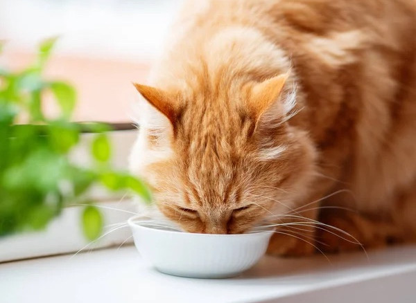 picture picture copy