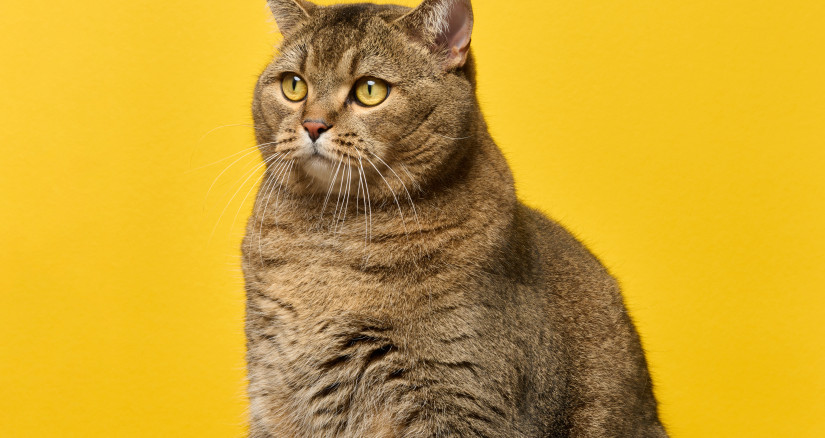 a cute adult straight eared scottish breed gray ca 2025 03 24 03 35 46 utc