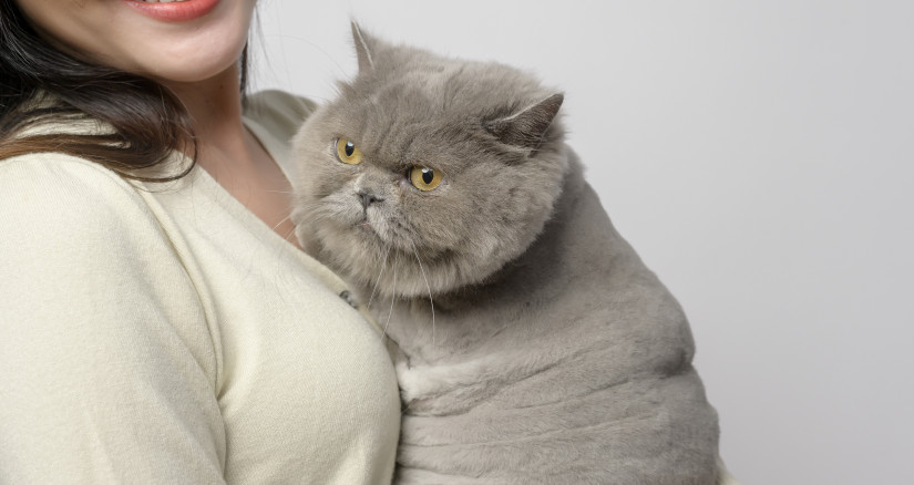 a young woman is holding lovely cat 2024 12 22 23 18 23 utc