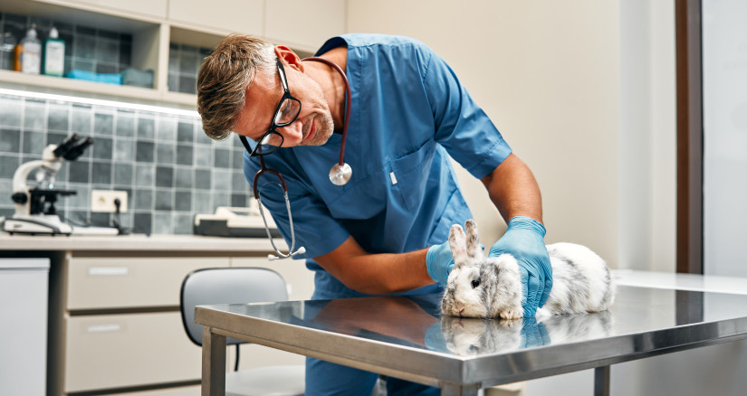 2025.05.28 Vet Pet Food