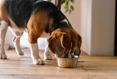 beagle dog eating from a bowl 2026 01 08 05 39 04 utc