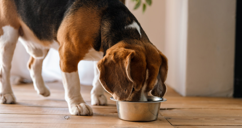 beagle dog eating from a bowl 2026 01 08 05 39 04 utc