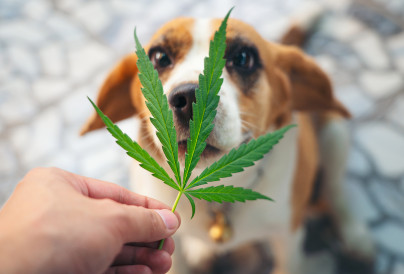 beagles puppies looking up with cannabis leaves ov 2026 01 07 06 01 46 utc