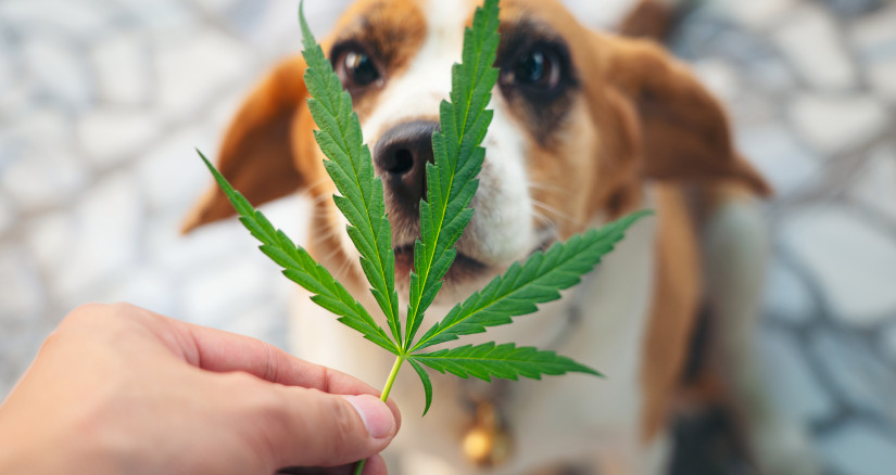 beagles puppies looking up with cannabis leaves ov 2026 01 07 06 01 46 utc