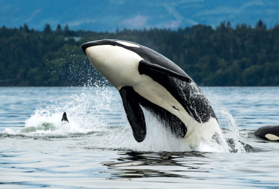 2025.06.10 Orca