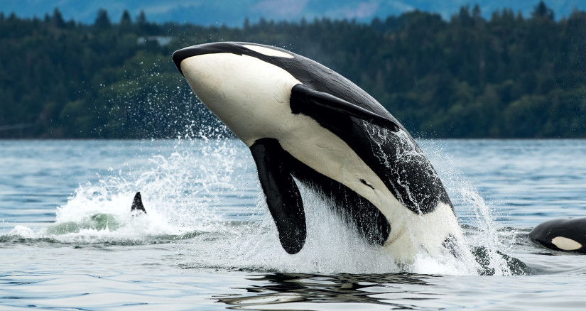 2025.06.10 Orca