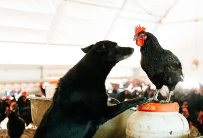 black dog facing a black chicken in ecological pou 2025 01 10 03 59 43 utc