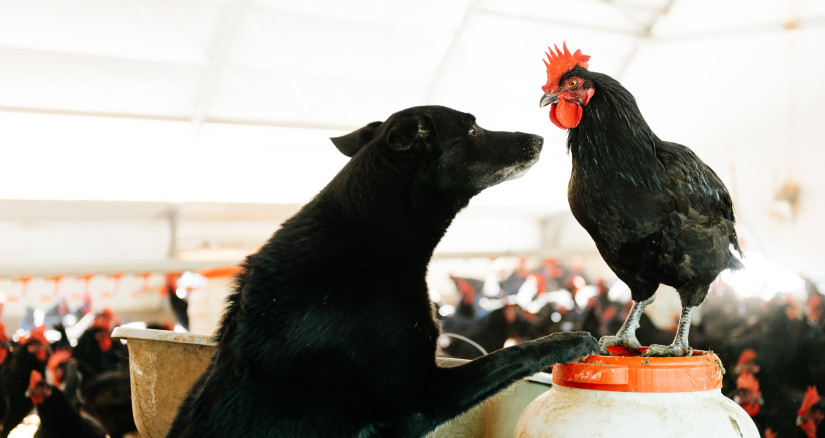 black dog facing a black chicken in ecological pou 2025 01 10 03 59 43 utc