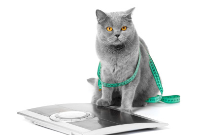 british cat in a measuring tape on a white backgro 2024 11 29 23 27 42 utc