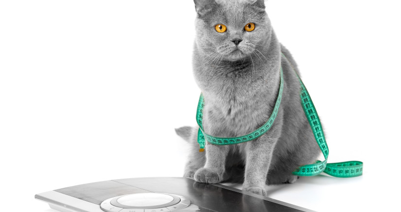 british cat in a measuring tape on a white backgro 2024 11 29 23 27 42 utc