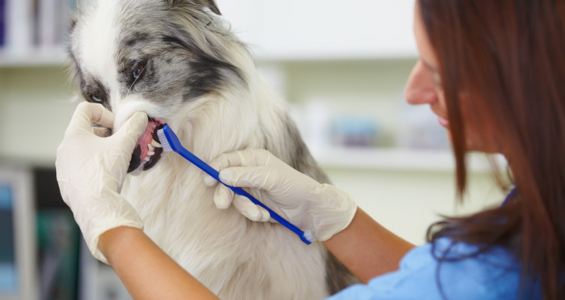 checking how healthy your pet is a female vet che 2026 01 09 10 05 58 utc