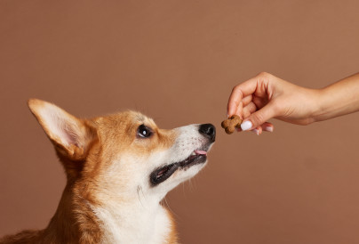 corgi looking at treat in owner hand during obedie 2026 01 11 11 14 28 utc
