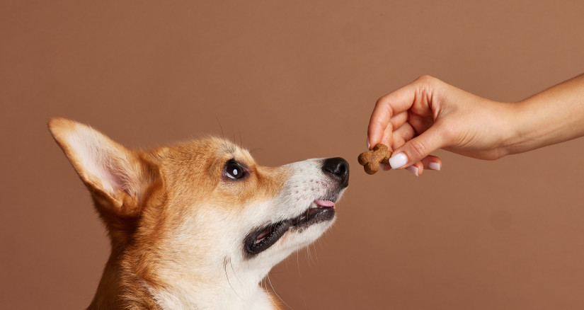 corgi looking at treat in owner hand during obedie 2026 01 11 11 14 28 utc