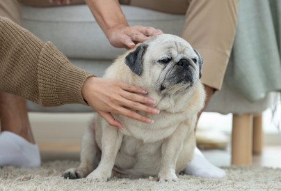 2025.5.23 Fat Pug 