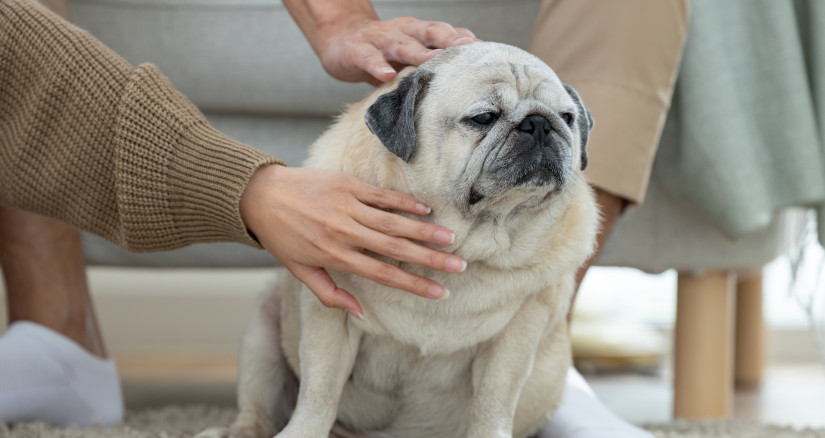 2025.5.23 Fat Pug 