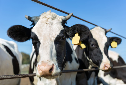 cows on a farm in a paddock against a blue sky bac 2026 01 07 02 29 30 utc