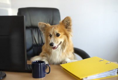 cute corgi dog sits in a chair and working on a c 2025 03 08 23 27 12 utc