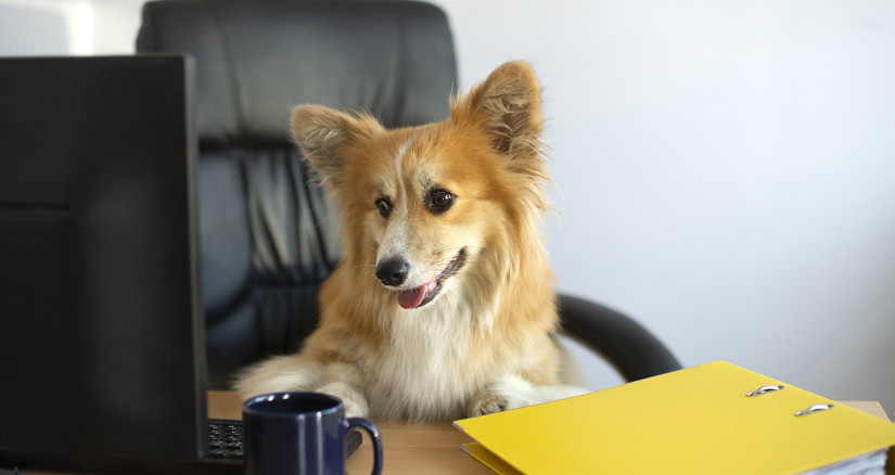 cute corgi dog sits in a chair and working on a c 2025 03 08 23 27 12 utc