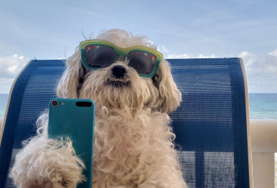 cute doggie with cellphone at beach doing a video 2025 02 15 17 11 50 utc