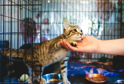 cute kitten 2025 01 07 06 58 25 utc