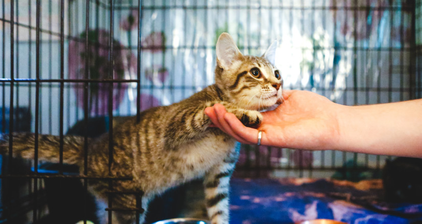 cute kitten 2025 01 07 06 58 25 utc