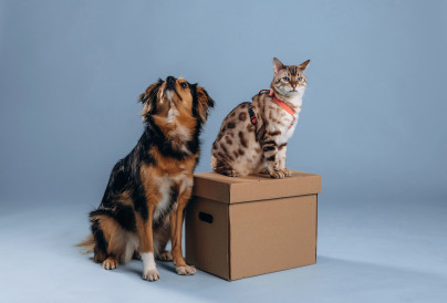 dog and cat are with box against blue background 2025 06 30 06 04 30 utc