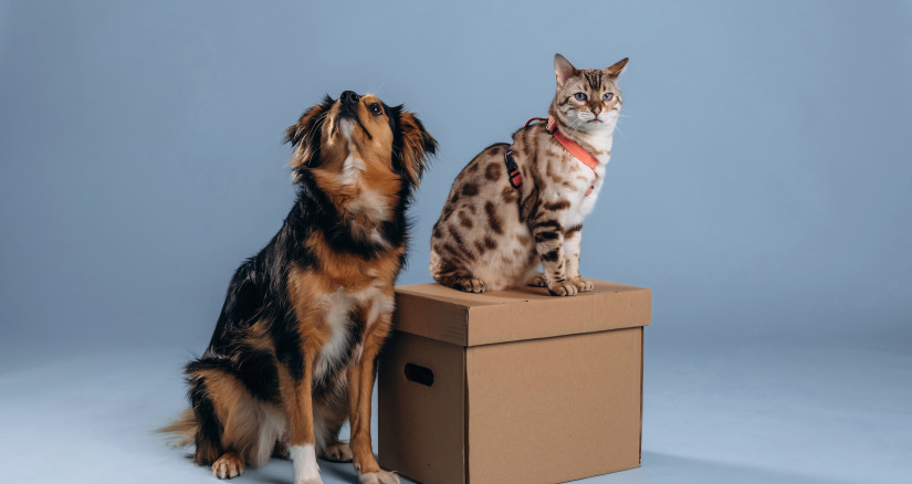 dog and cat are with box against blue background 2025 06 30 06 04 30 utc