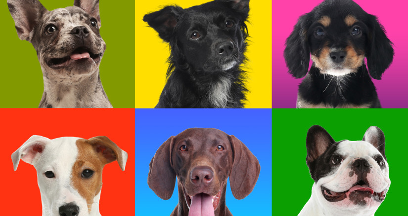funny dogs on different colors backgrounds collag 2026 01 11 11 14 11 utc