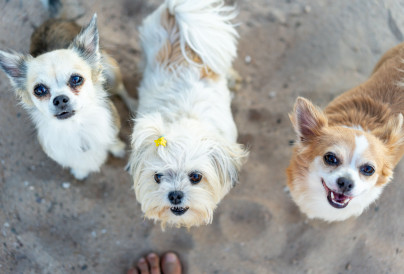 high angle shot of three adorable dogs on a sandy 2023 11 27 05 12 12 utc
