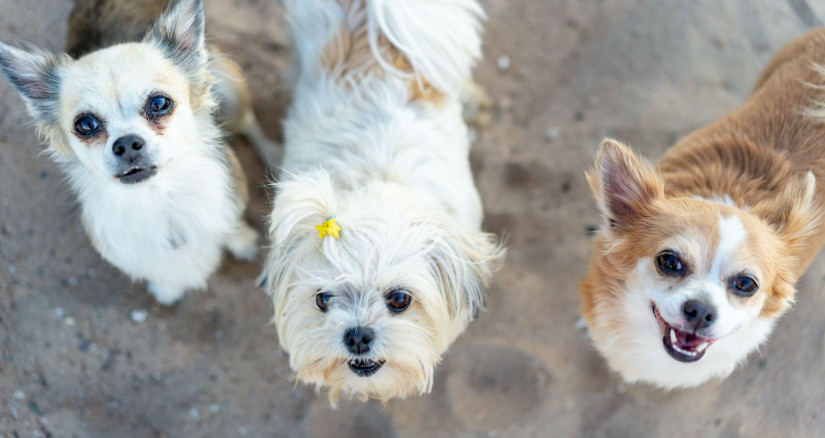 high angle shot of three adorable dogs on a sandy 2023 11 27 05 12 12 utc