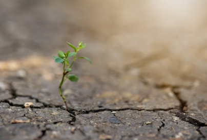 little plant growing from dry ground in sunlight i 2024 12 02 20 11 50 utc