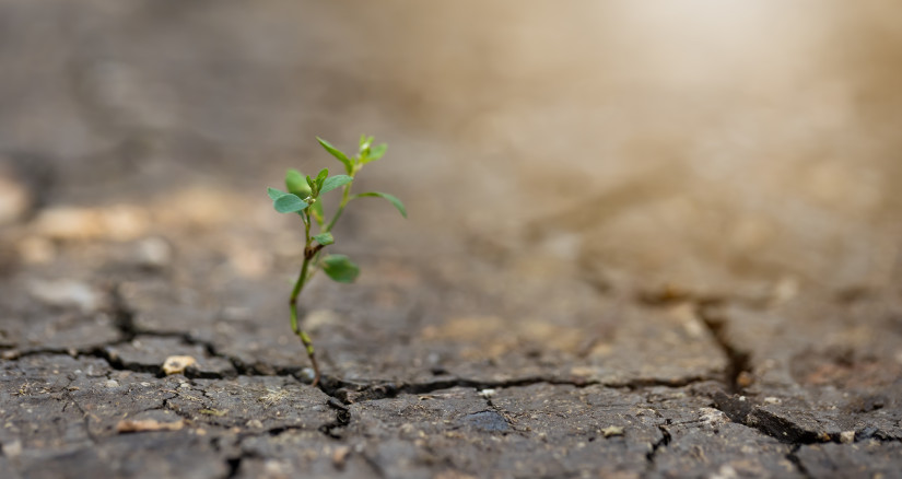 little plant growing from dry ground in sunlight i 2024 12 02 20 11 50 utc